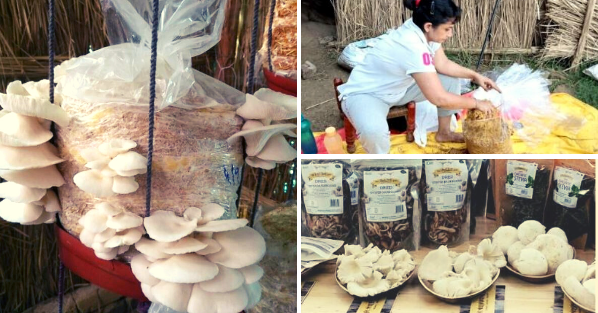 Experts Answer: How To Grow Mushrooms At Home For Just Rs 300