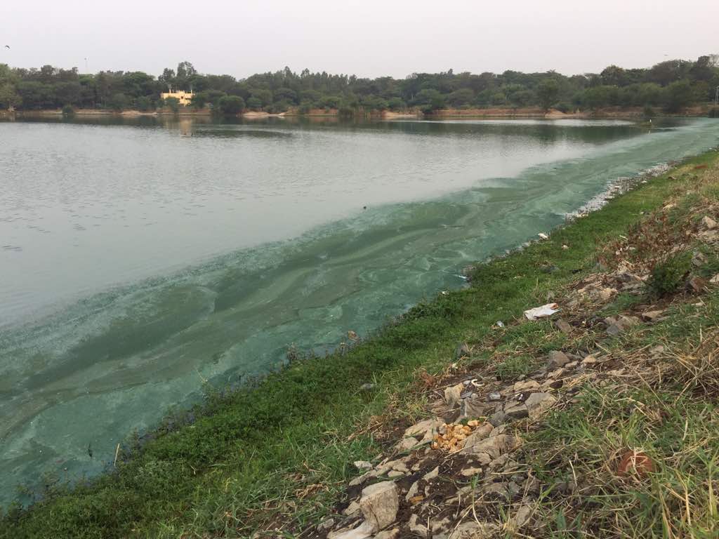 Tank cleaner fish proves menace in Vaigai, Cauvery river  Tank cleaner fish  proves menace in Vaigai, Cauvery river