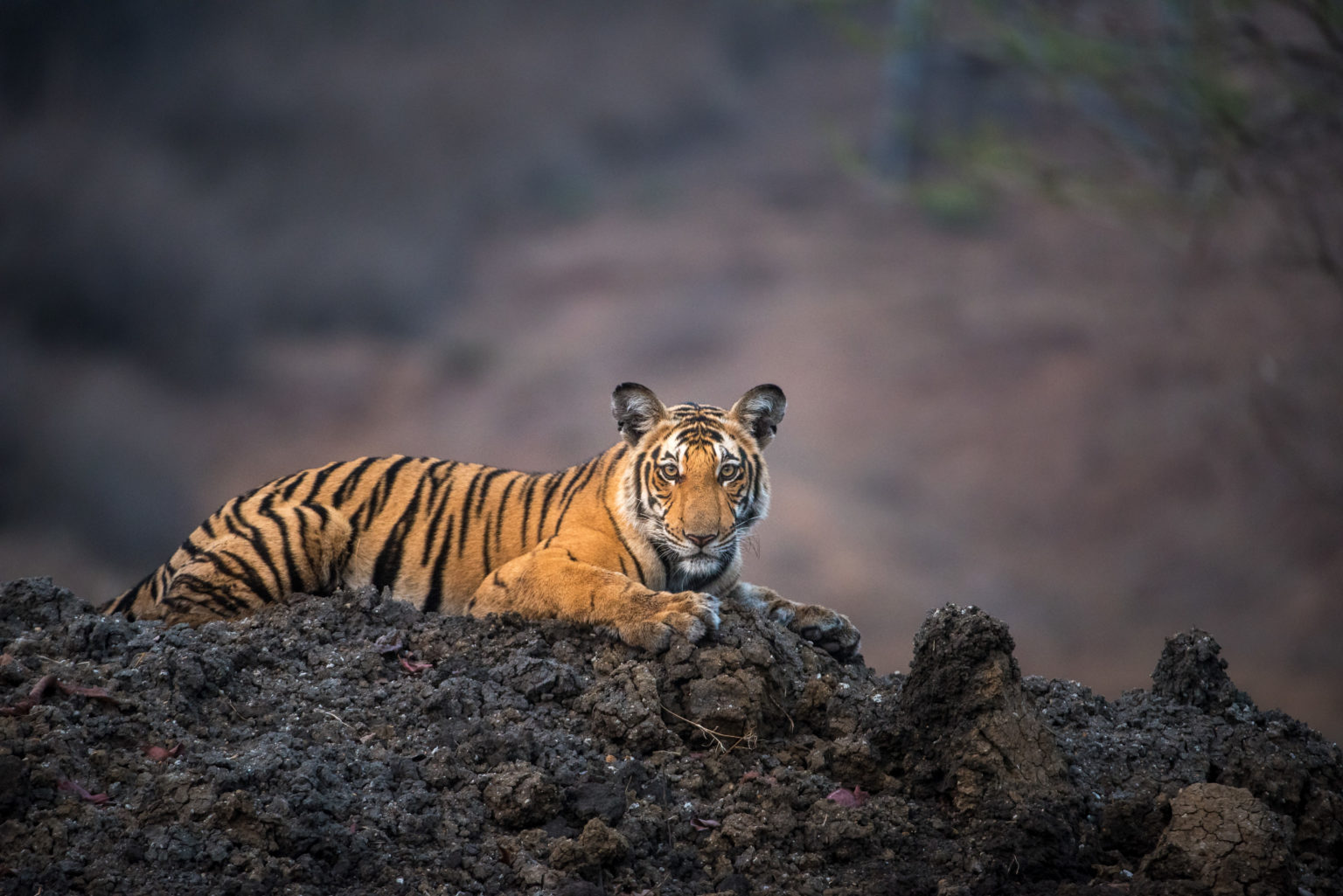 Wild Karnataka India's Landmark Wildlife Documentary That Took 4 Years