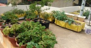 Experts Answer: How to Get Terrace Gardens to Yield More Crops?