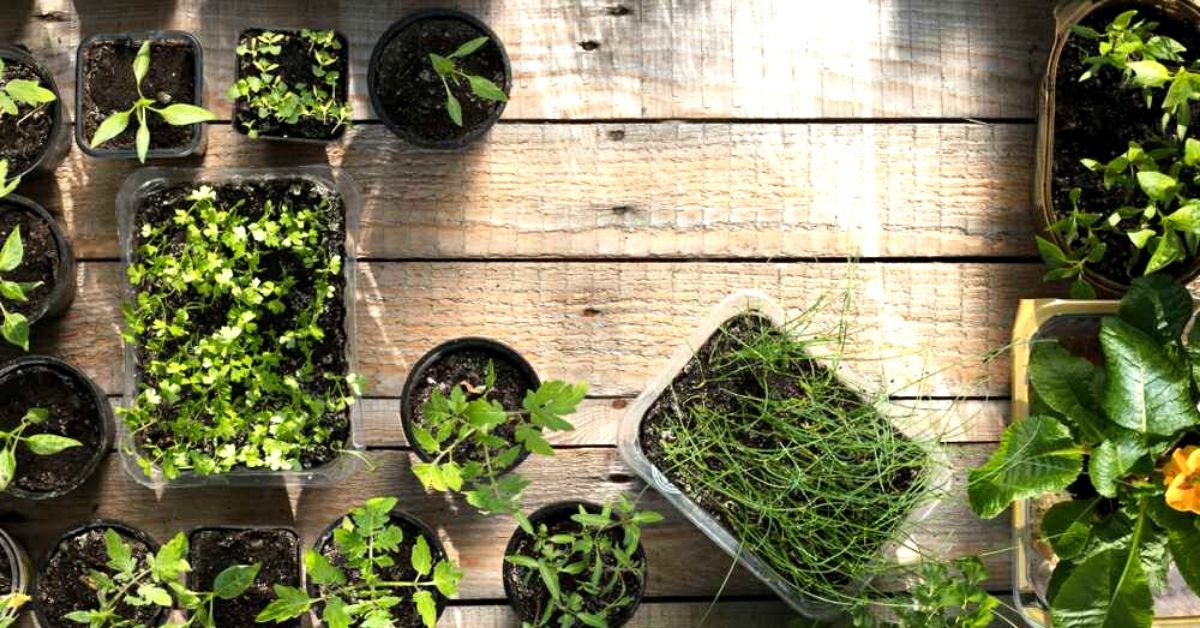 DIY Green Haven: Easy Steps to Grow a Home Garden