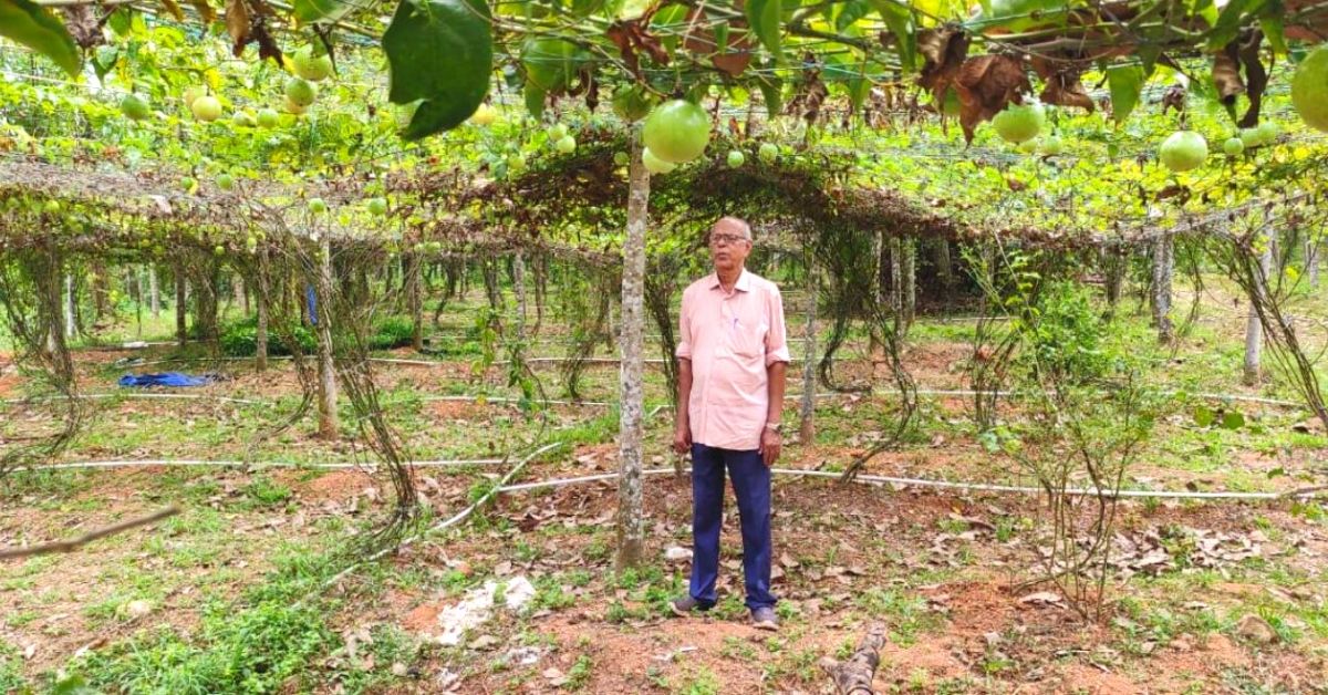 ‘Soldier Never Retires’: 80-YO Grows Organic Passion Fruit Amidst Rubber Plantations
