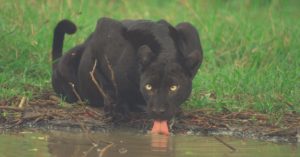 Love, Loss & Triumph: How 'The Real Black Panther' Overcame the Odds to Rule Nagarhole