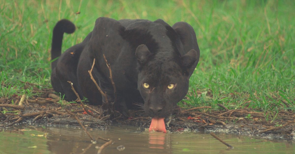 How 'The Real Black Panther' Overcame the Odds to Rule Nagarhole