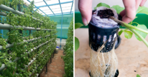 Experts Answer: Can a Hydroponics Farm Be a Good Business? Here's How!