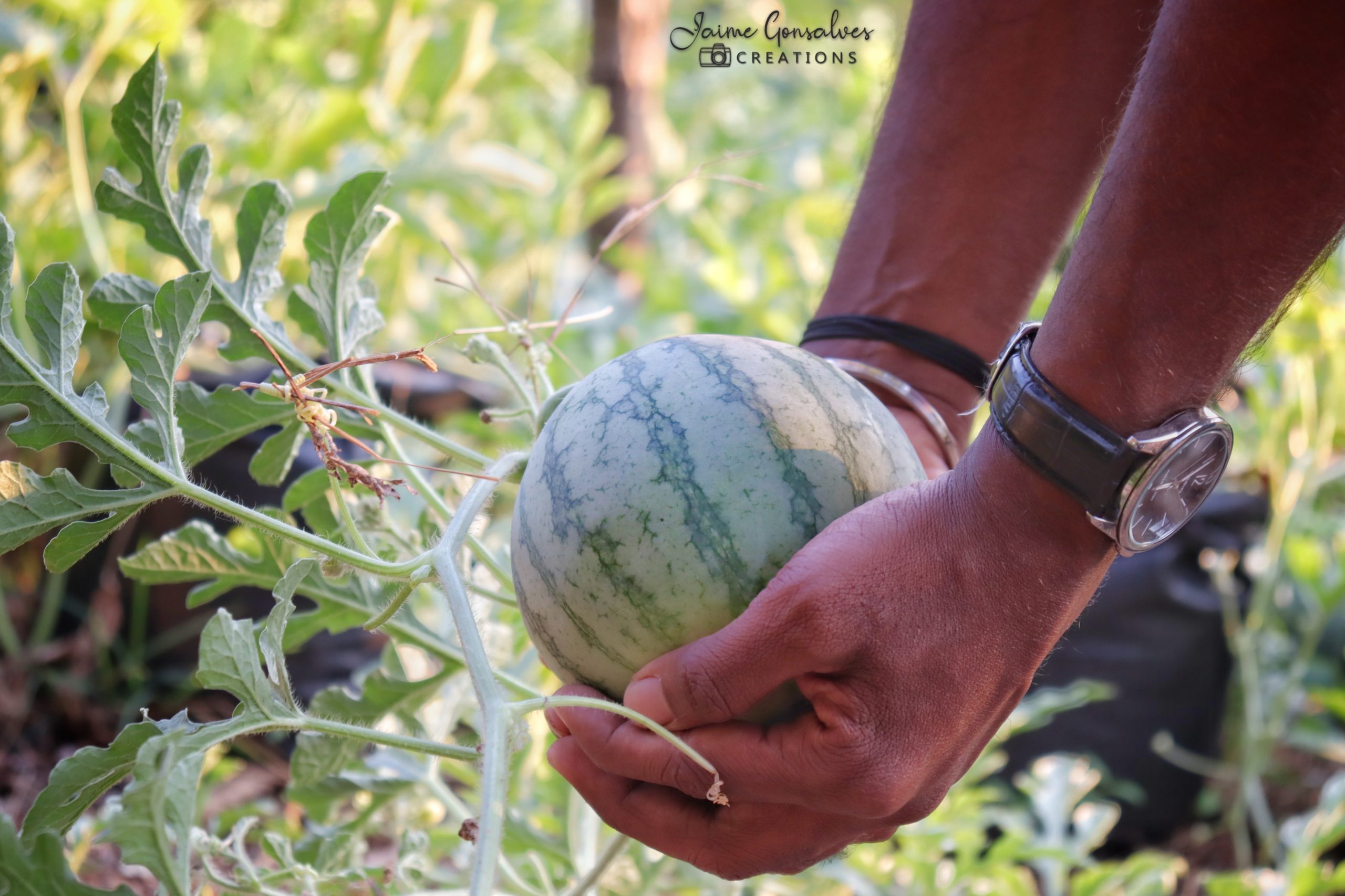 Goa engineer organic farming yellow watermelon profit innovative India jov30