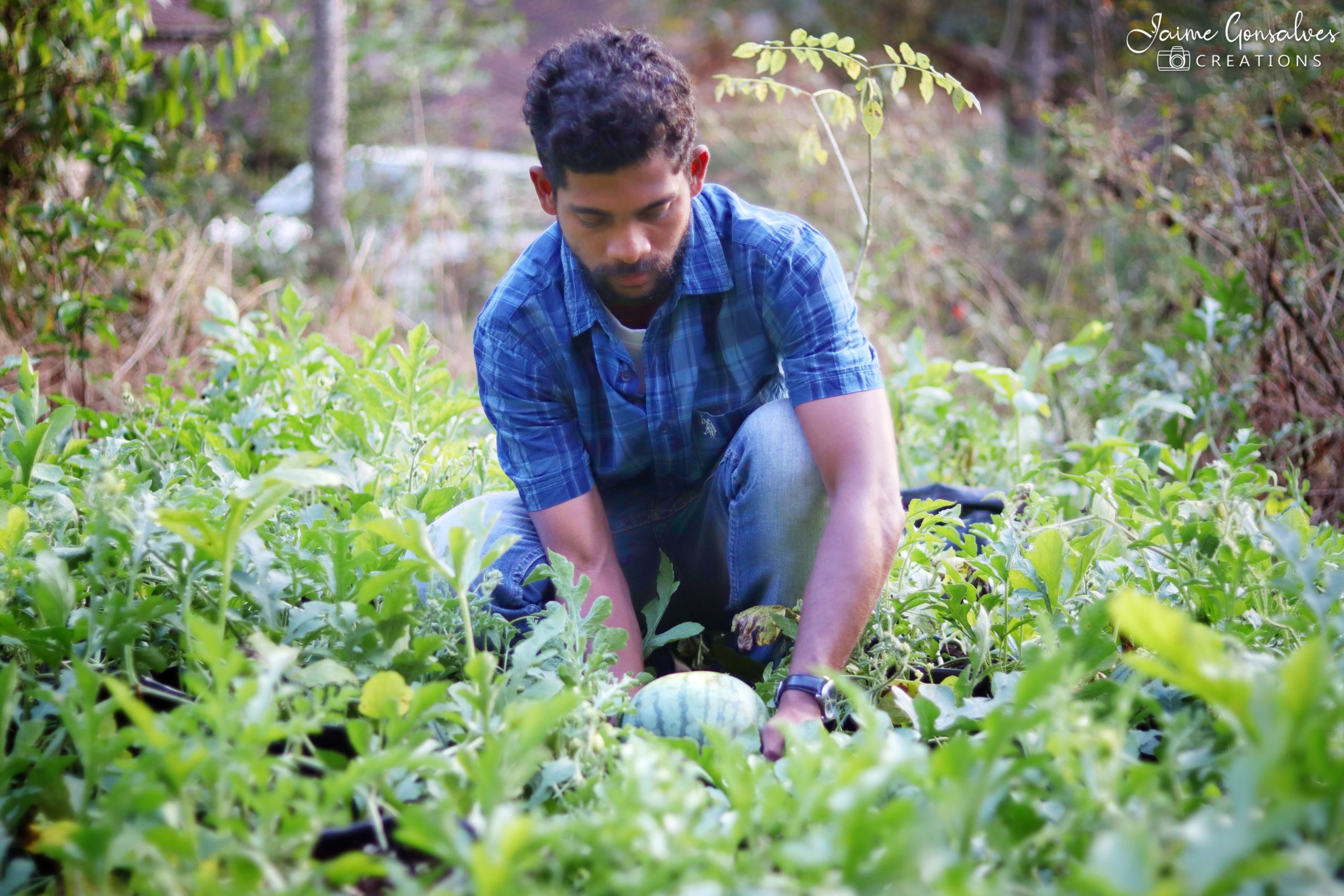 Goa engineer organic farming yellow watermelon profit innovative India jov30