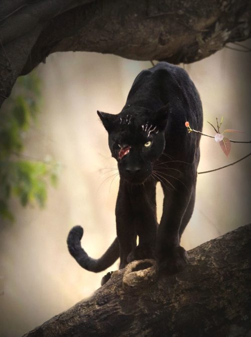 How 'The Real Black Panther' Overcame the Odds to Rule Nagarhole