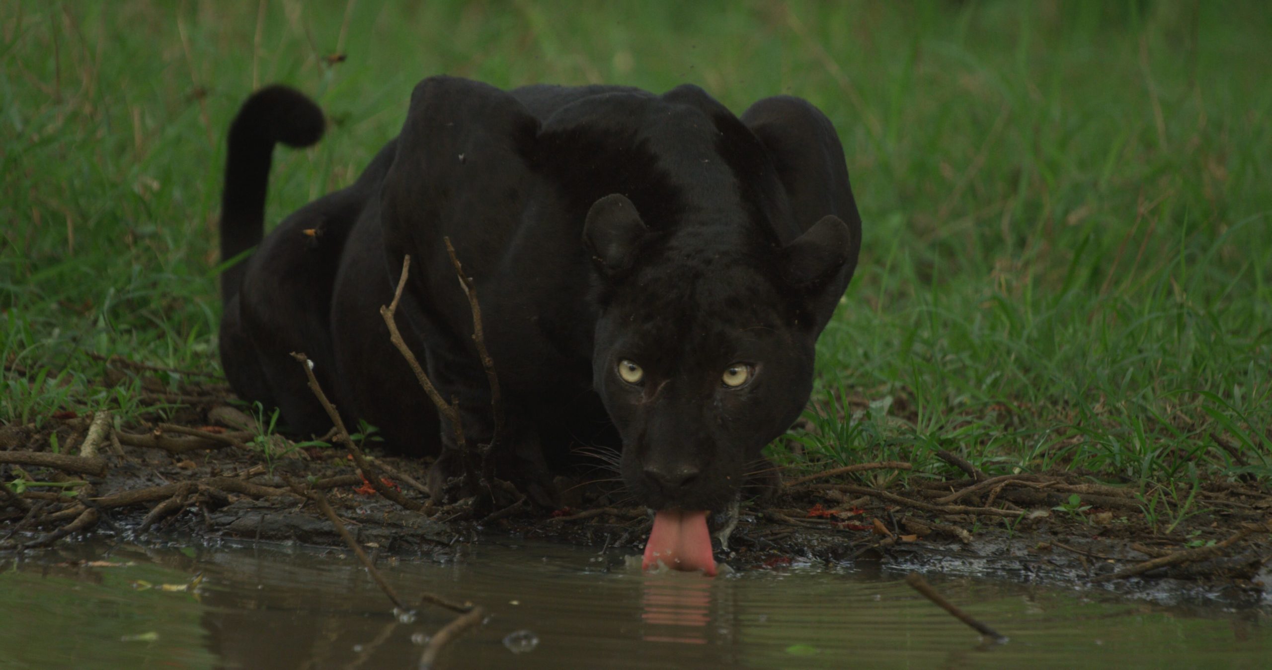 Черная пантера Nat geo Wild