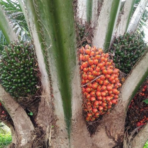 Skip Palm Oil; Go For These Awesome Alternatives Instead