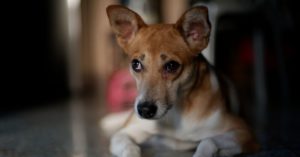 Don't Risk Your Pet's Health! 5 Simple Tips for a Pet-Friendly Home