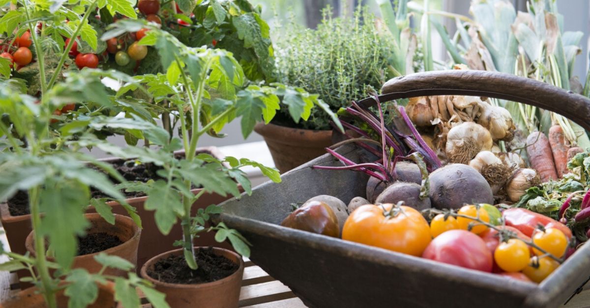 5 Products That Will Get Your Home Garden up and Running in No Time!