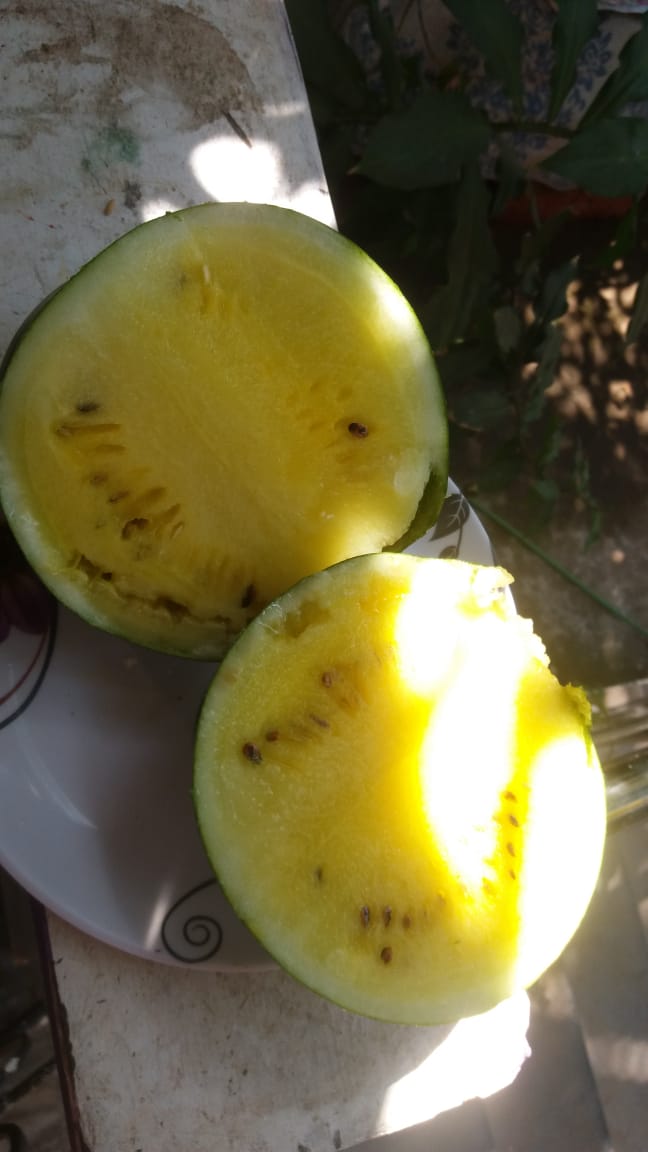 Goa engineer organic farming yellow watermelon profit innovative India jov30