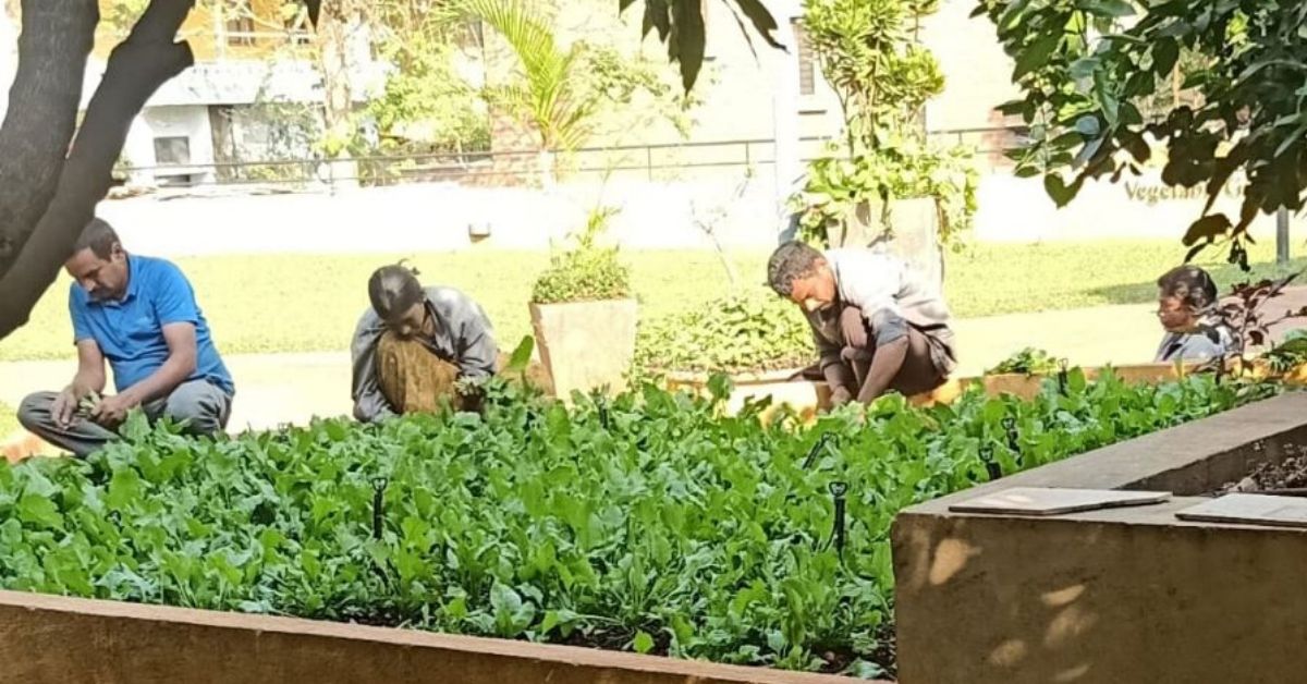 Bengaluru Society Cleans up Right, Turns Garbage Pile Into Organic Veggie Garden
