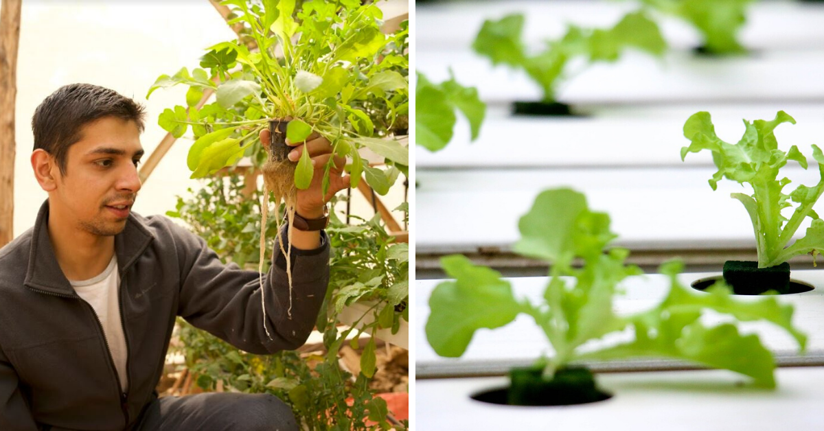 Hydroponics 101 Learn Online How To Cultivate Your Own Farm