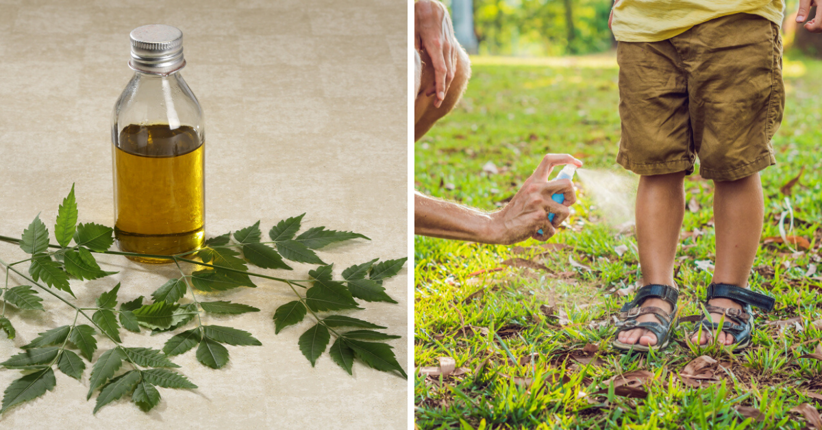 Reviving Neem: Learn To Make Insect Repellents From Herbs in Just 4 Hours!