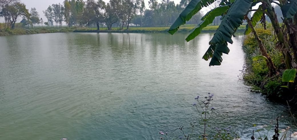 A lake after revival