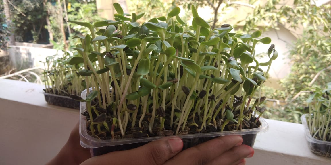 microgreens business plan in tamil