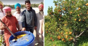 Fruit Waste Could Give Cheap Organic Fertilisers in 90 Days. Punjab Farmers Share How!