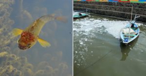 Study Reveals Detergents Stress Kerala's 'Climbing' Fish. Why This Should Worry You