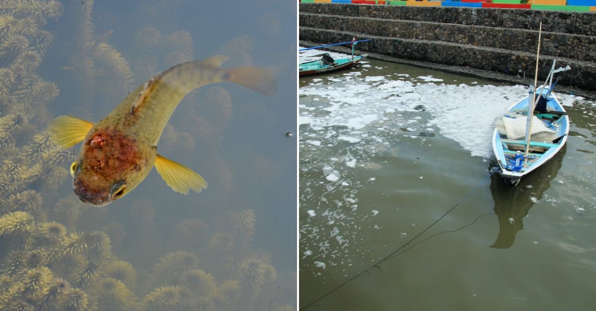 Study Reveals Detergents Stress Kerala’s ‘Climbing’ Fish. Why This Should Worry You