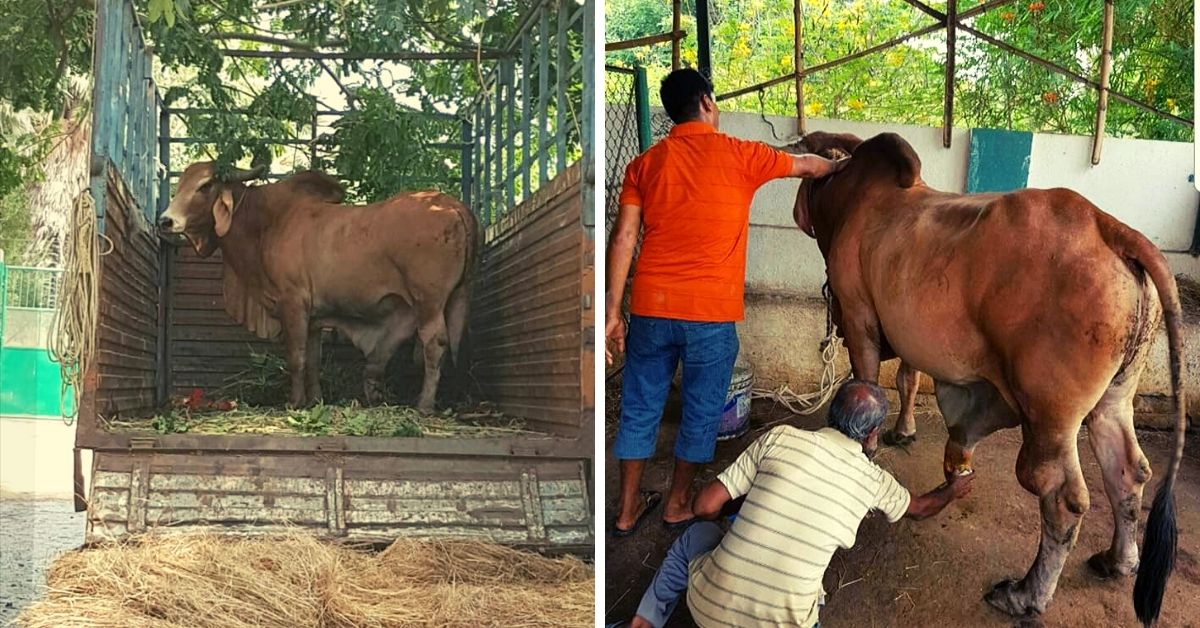 Mumbaikar Turns Farm Into a Safe Haven for Injured, Abandoned Animals