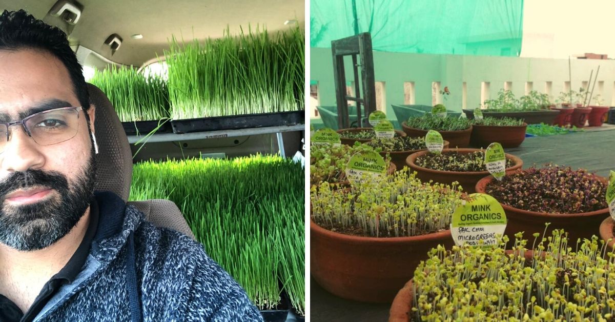 Punjab Man Quits Job, Sets up Organic Gardens in Homes For Affordable Superfoods