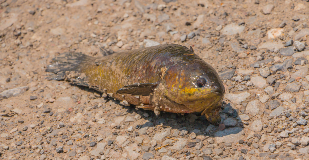 kerala phosphate fish study