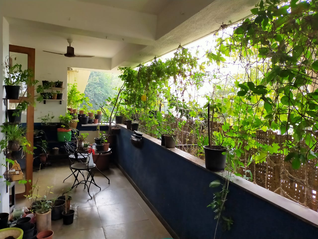 Mumbai Woman Shares How To Grow Edible Plants In Apartment Balcony