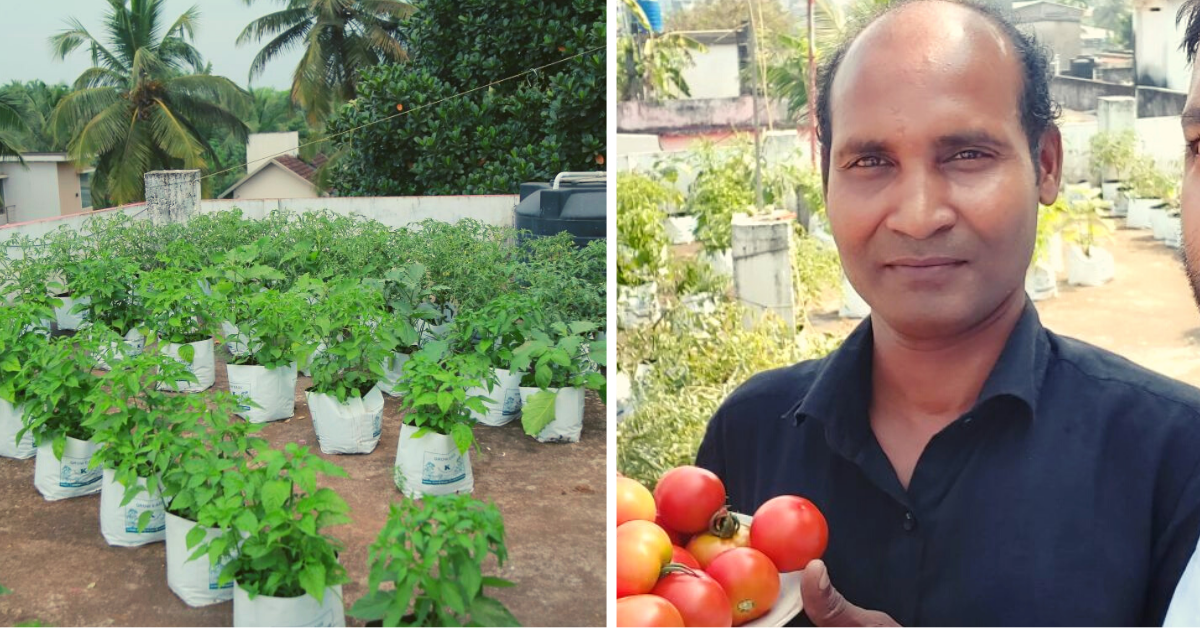 Kerala Man Starts Farm On Terrace, Now Harvests 120 Kg of Organic Veggies Each Month