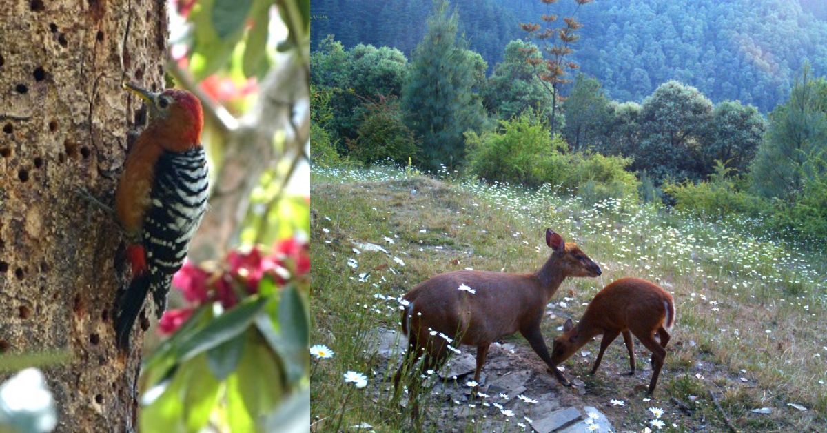 Uttarakhand Duo Transform Dying 110-Acre Forest Into Lush Home For 500+ Species!