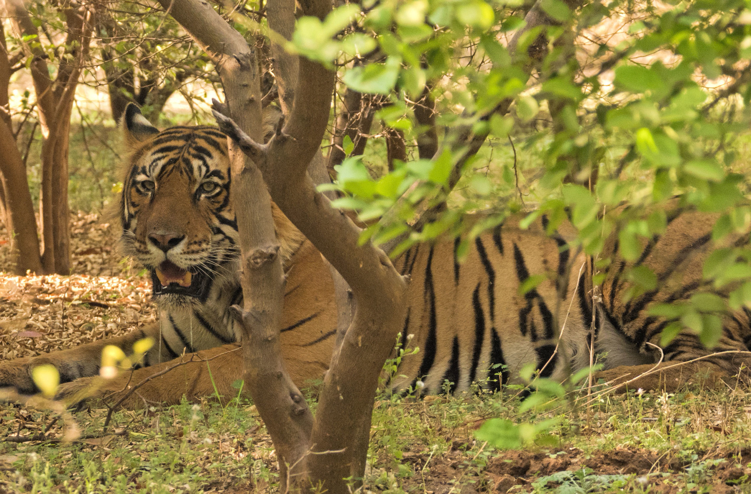 The Royal Animal captured by Aditya at ranthambore tiger reserve