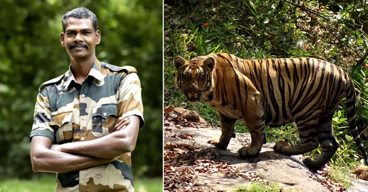 2000+ Trysts With Tigers in 20 Years: Meet Kerala’s Tiger Sreenivasan