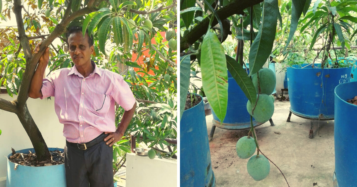 Kerala Man Grows 50+ Mango Varieties On Terrace, Including One Named After His Wife