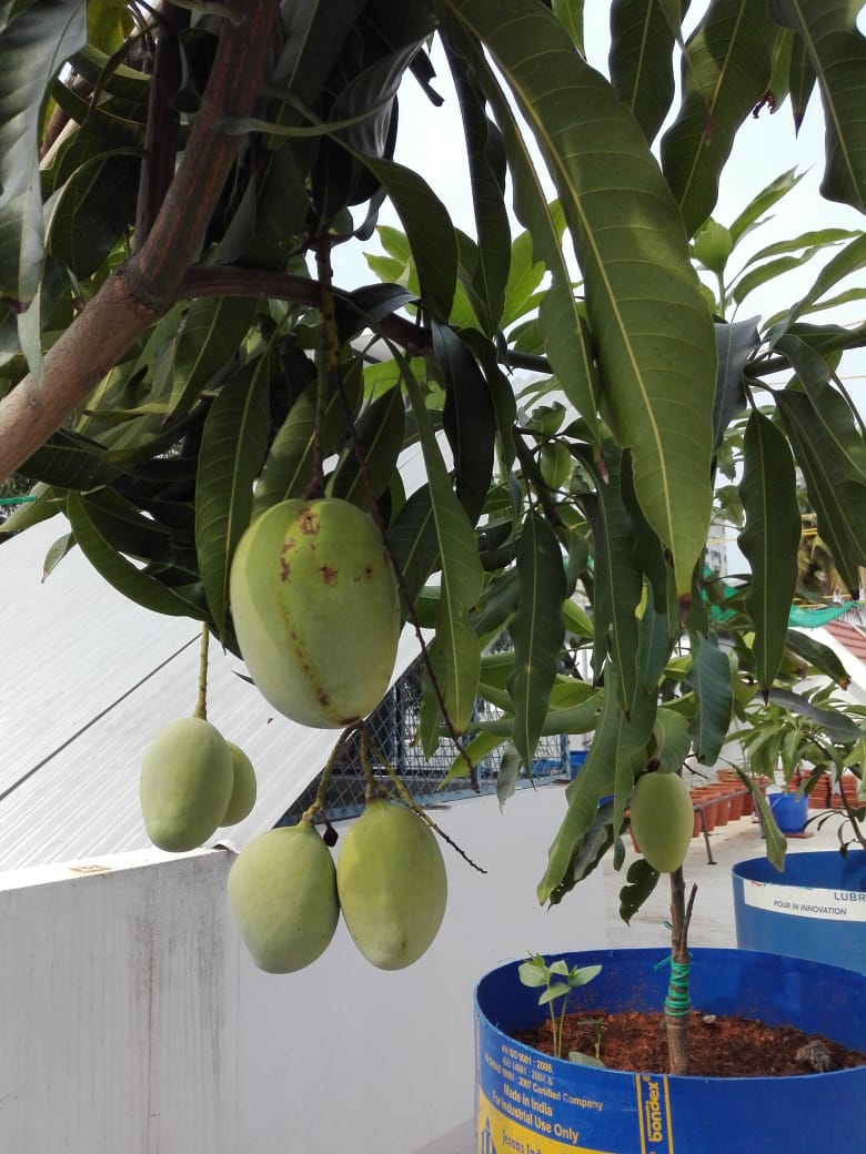 Kerala Man Grows 50+ Mango Varieties On His 1800 Sq. Ft.Terrace