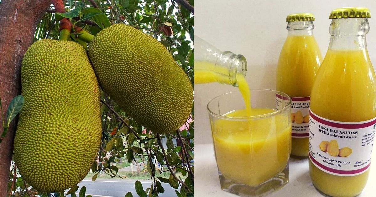 After Three Years Research, Scientists Develop Instant Jackfruit Juice & Chocolates!