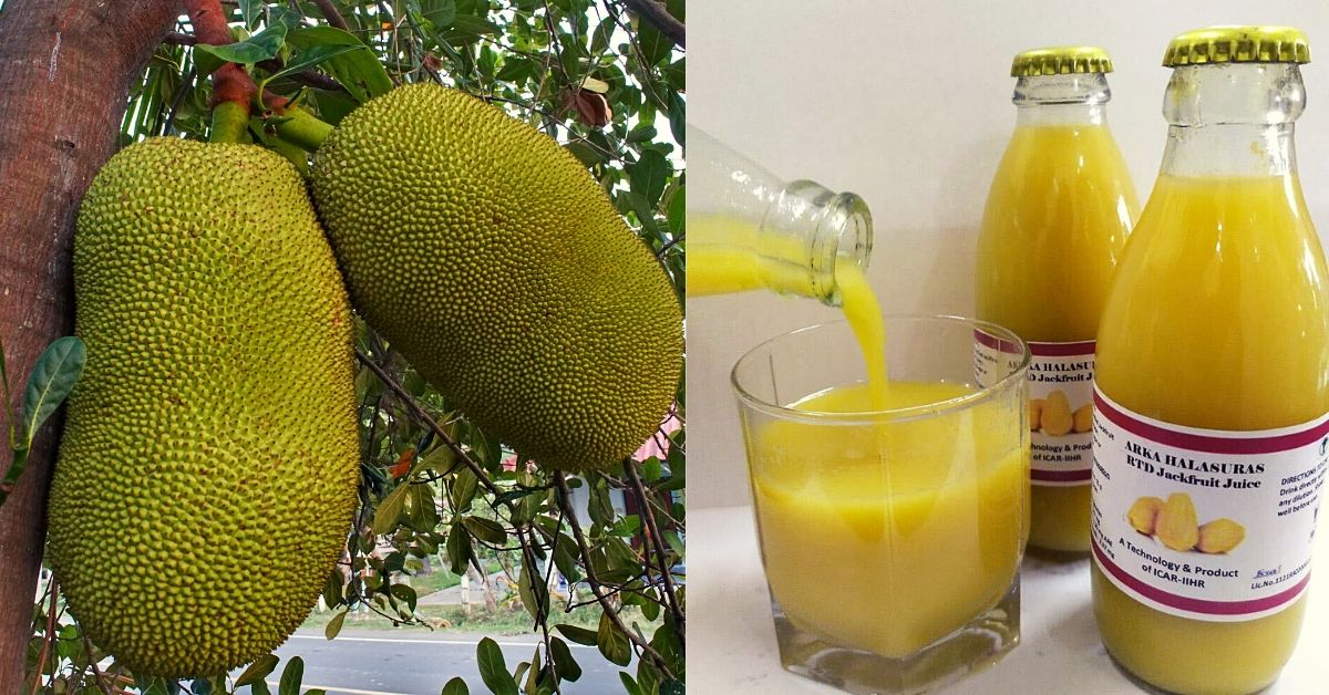 Jackfruit juice best sale