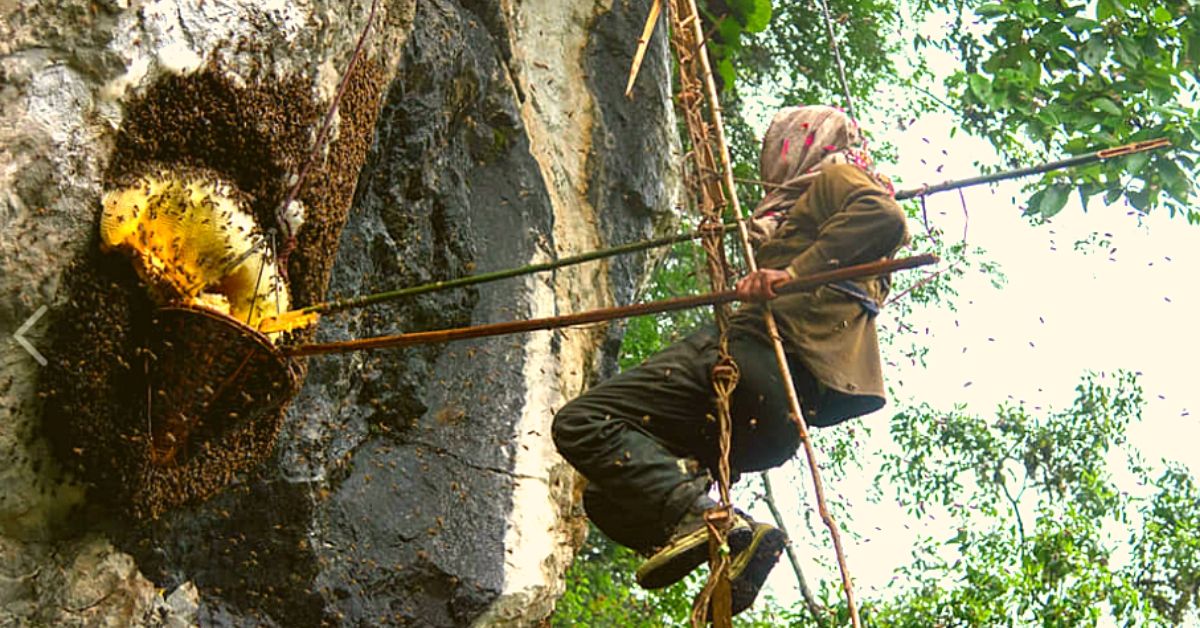 Last of the Himalayan Honey Hunters: The Amazing Craft of a Brave Arunachal Tribe