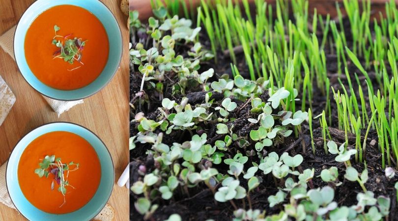 How to Grow Microgreens at Home: Easy Steps by an Expert For Best Results!