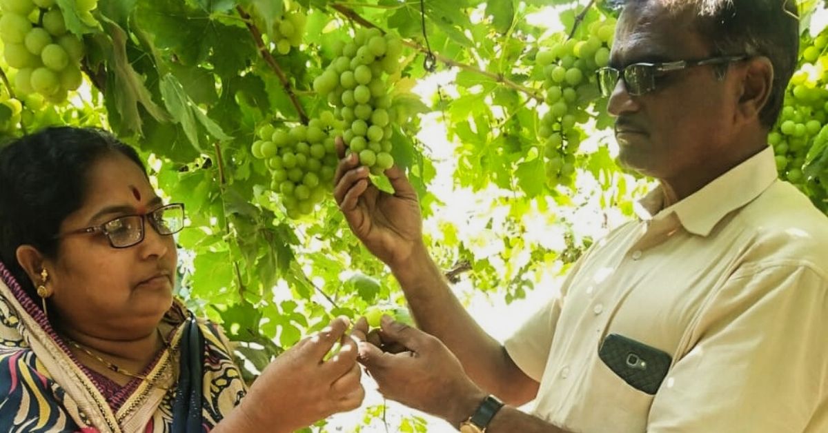 After 20 Years of Work, 55-YO Farmer Develops Grape Variety With 40% Higher Yield