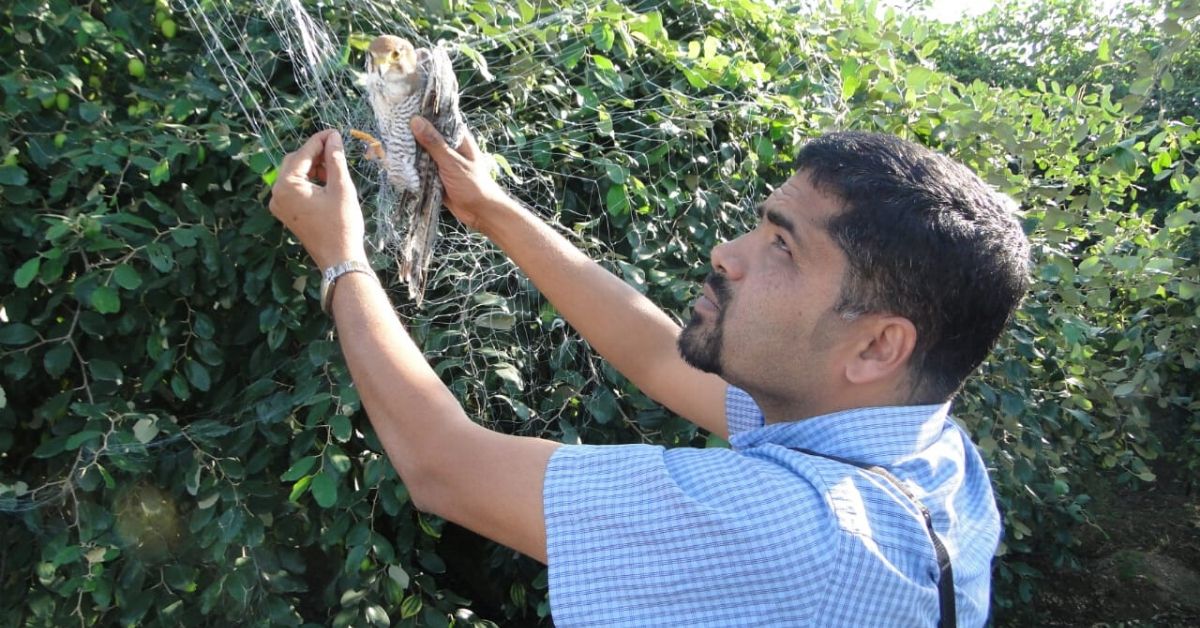 ‘Humans Spread COVID-19, Not Bats': Maharashtra's 'Bat Man' Busts Myths