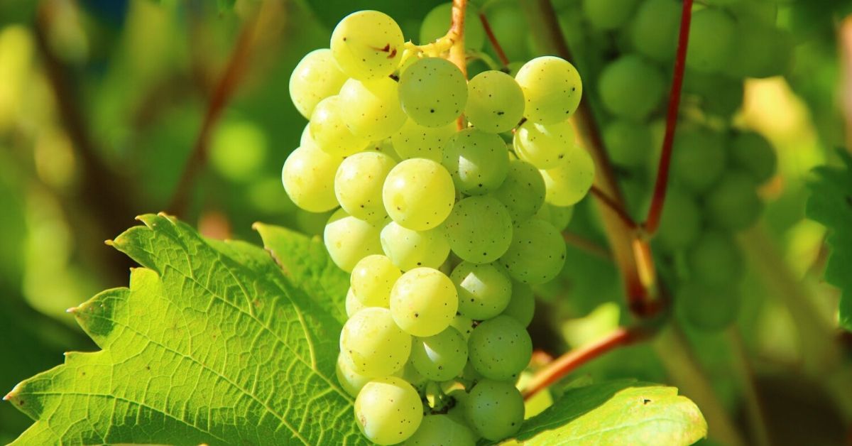 ‘Grapes of Rot’: A Fictional Tale Inspired by an Article on The Better India