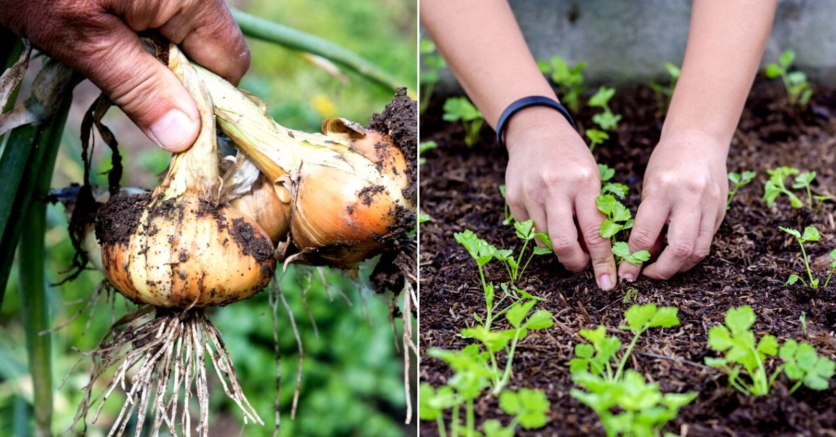 organic garden