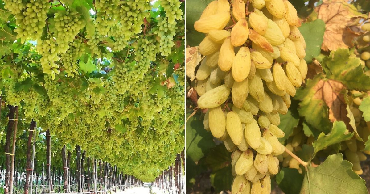 pune nashik grapes farmers