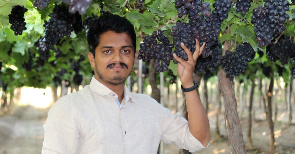 pune nashik grapes farmers