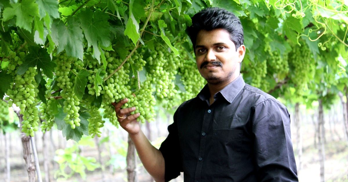 pune nashik grapes farmers