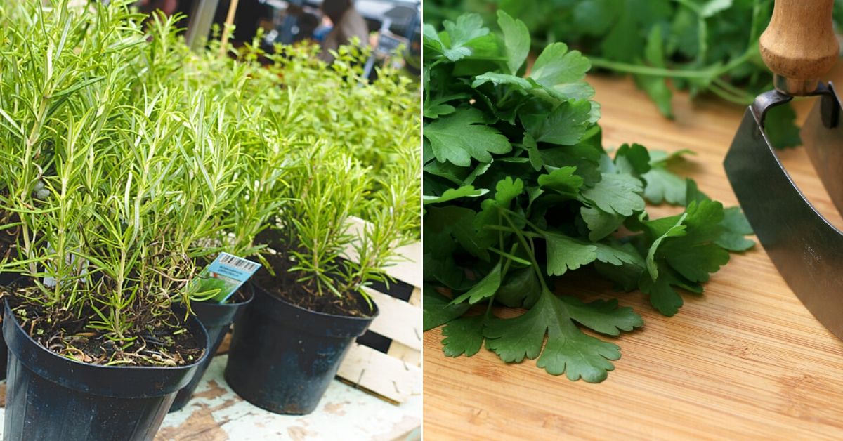 how to grow herbs at home