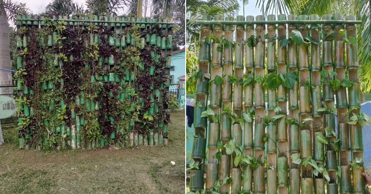 IFS chanchal bamboo vertical garden