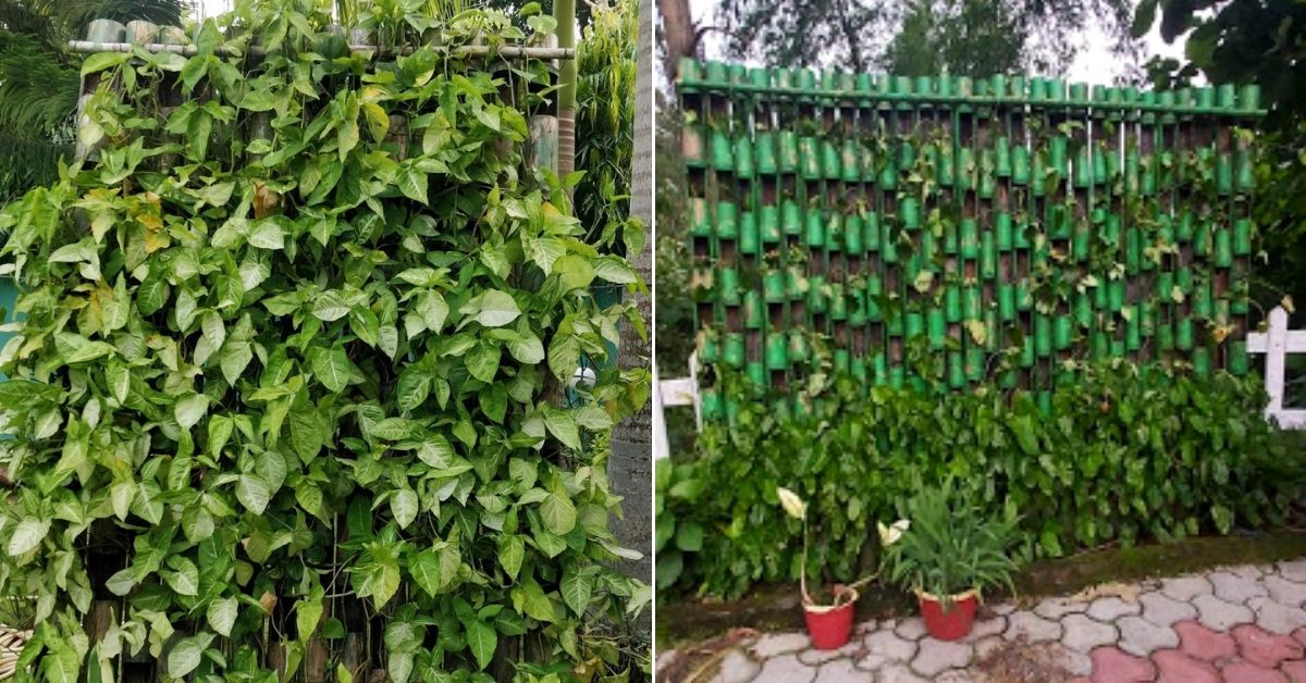 IFS chanchal bamboo vertical garden