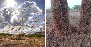 Why Are Deadly Locusts Swarming India? An Expert Reveals The Answer